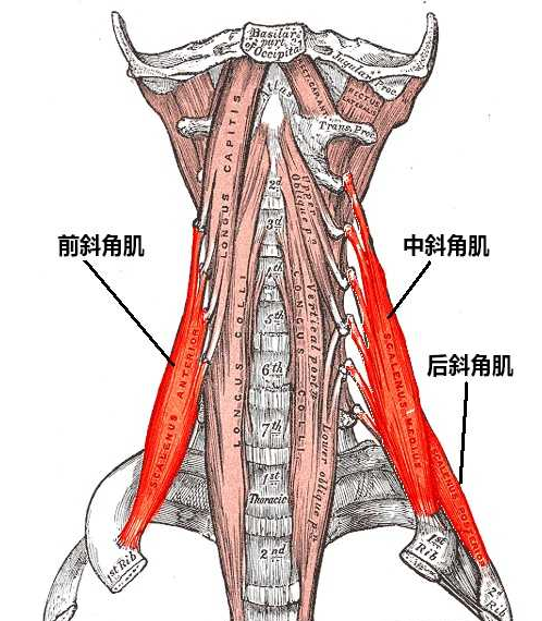 李華錘療,錘正療法,斜角肌